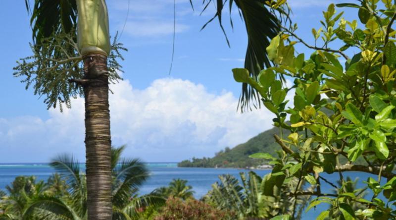 Te Fare Hinahei Daire Moorea Dış mekan fotoğraf